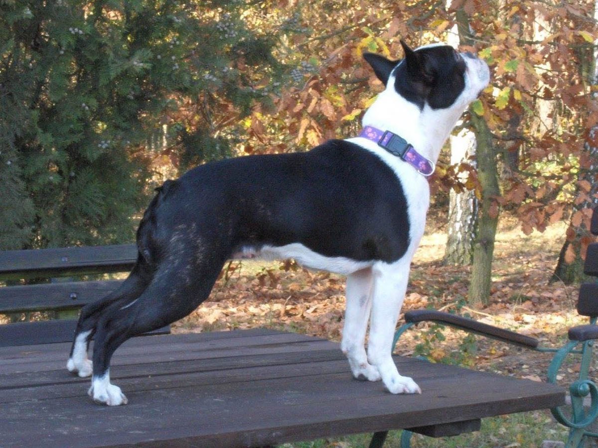 Peppa - rasowa suczka rasy boston terrier