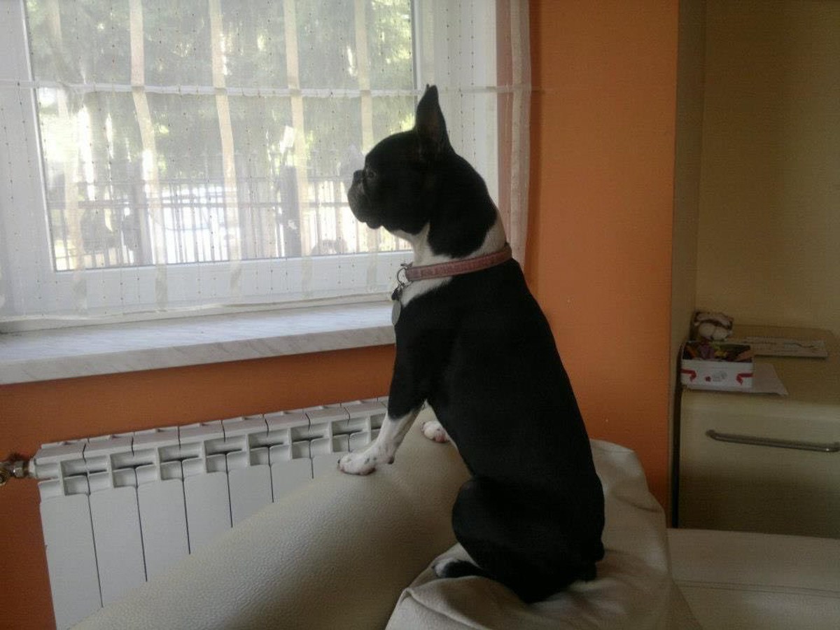 Bunga von Bercek - rasowy boston terrier