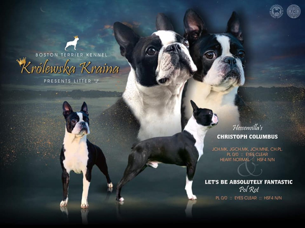 Szczenięta rasy boston terrier z hodowli Królewska Kraina