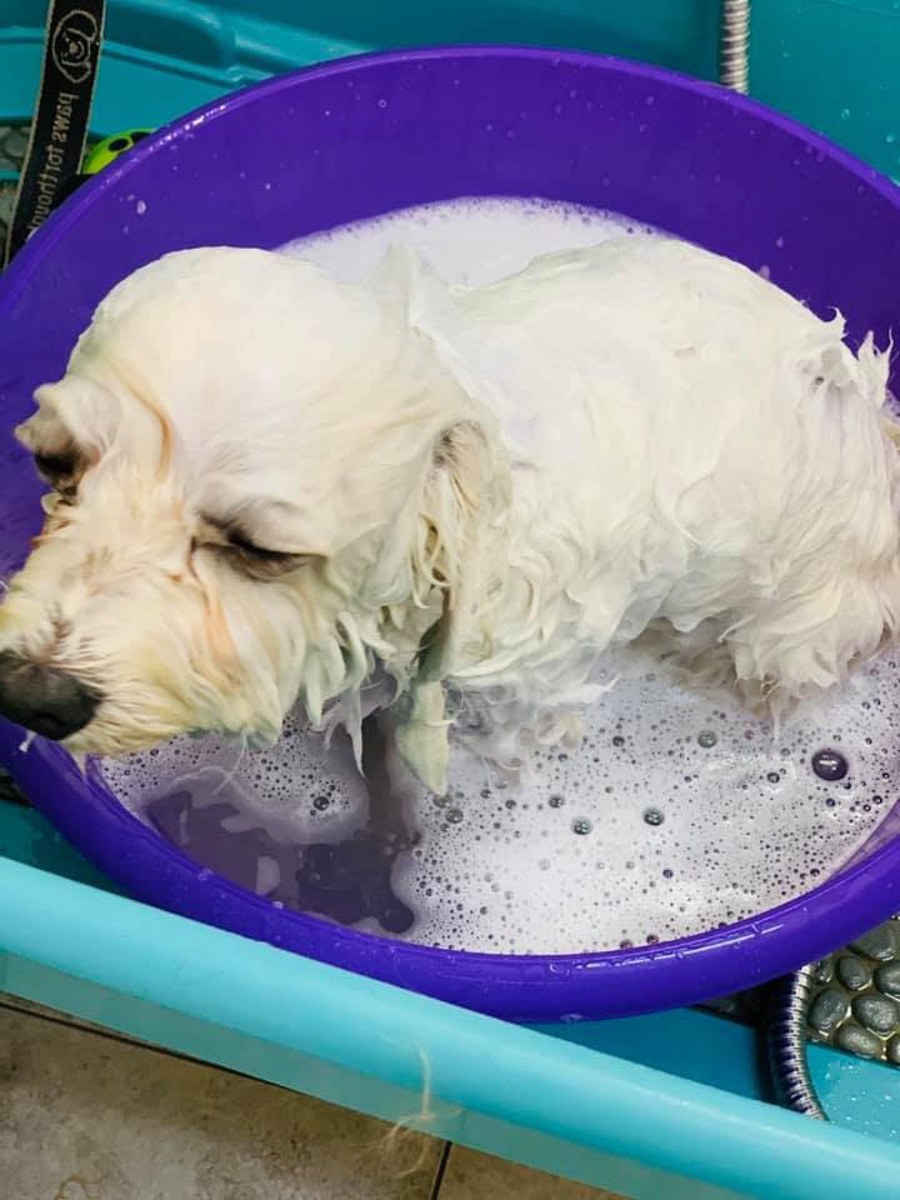 Pies w czasie kąpieli w salonie Beauty Dog w Mosinie